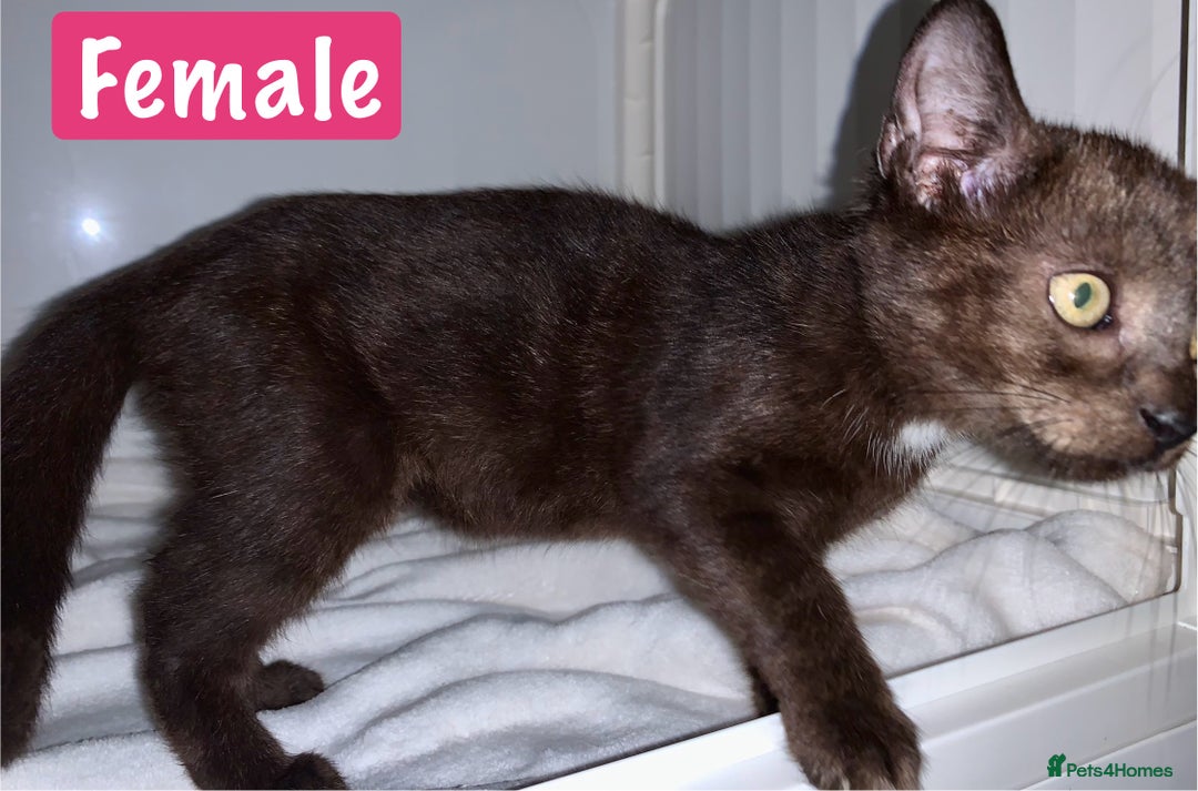 Mixed Breed cats for sale: Beautiful kittens Ready now Open to offers  in Chester - Image 15