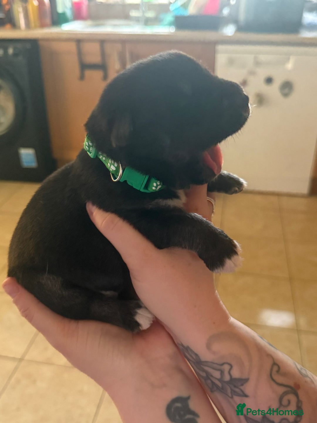 Mixed Breed dogs for sale: Huskador - Image 20