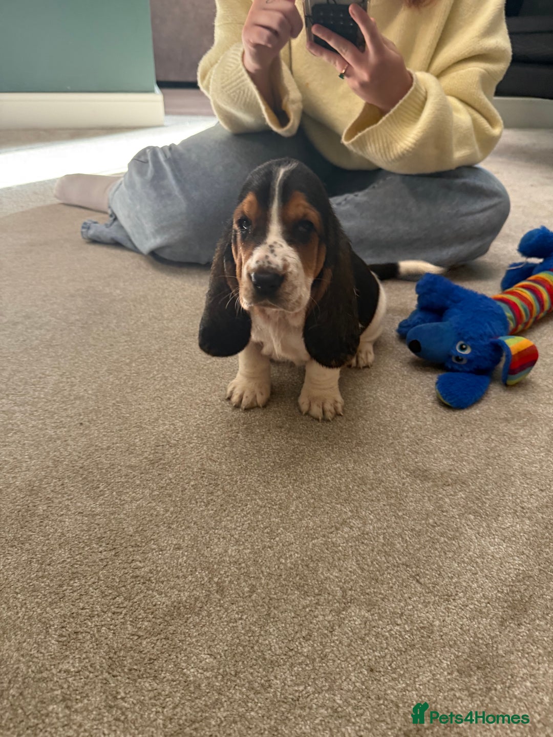 Basset Hound dogs for sale: Beautiful Basset Hound Puppies  - Image 15