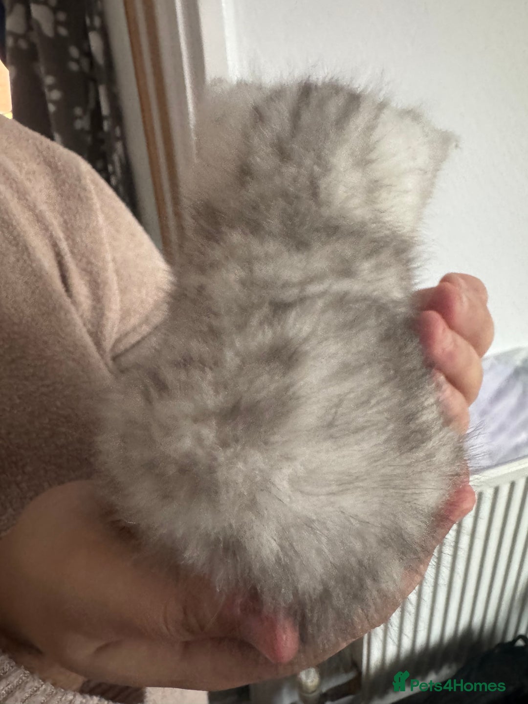 British Shorthair cats for sale: 🐾Gorgeous British shorthair🐾 - Advert 3