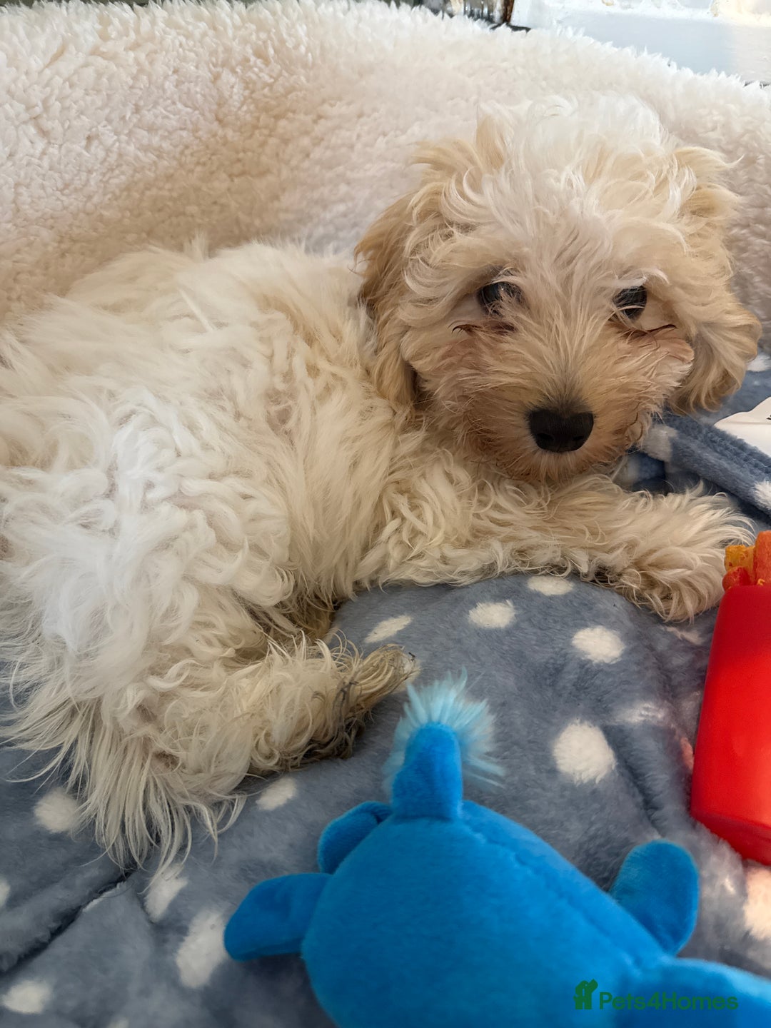 Cavapoo dogs for sale: Cavapoo - Image 2