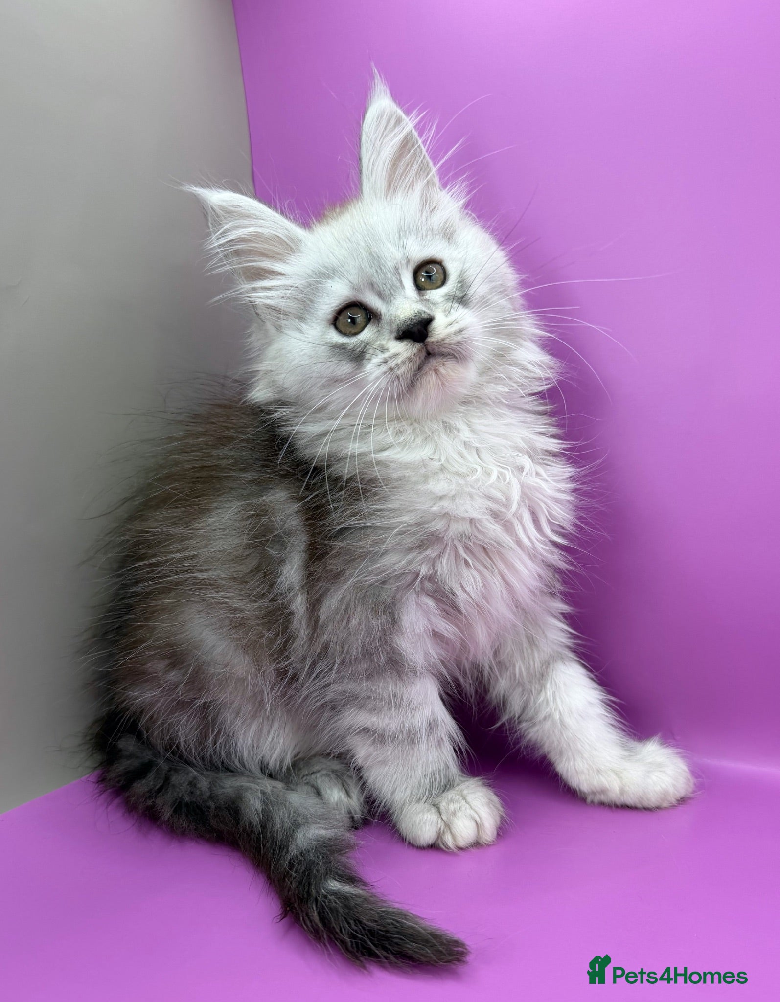 Maine Coon cats Maine Coon Kittens | DNA Tested | TICAPedigree - Advert 3