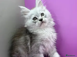 Maine Coon cats Maine Coon Kittens | DNA Tested | TICAPedigree - Advert 3