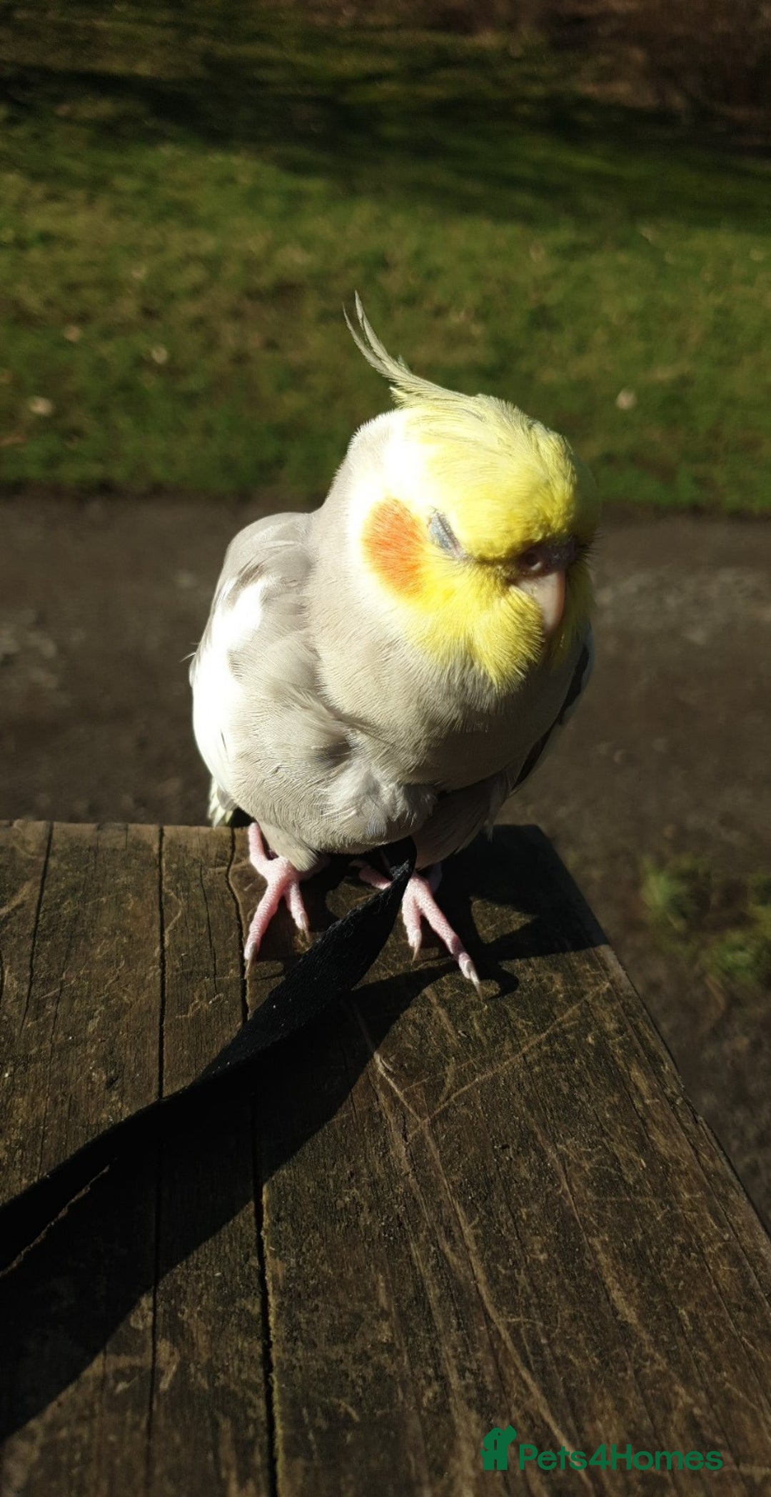 Cockatiels birds for sale: Hand reared male cinnamon cockateil  - Advert 10