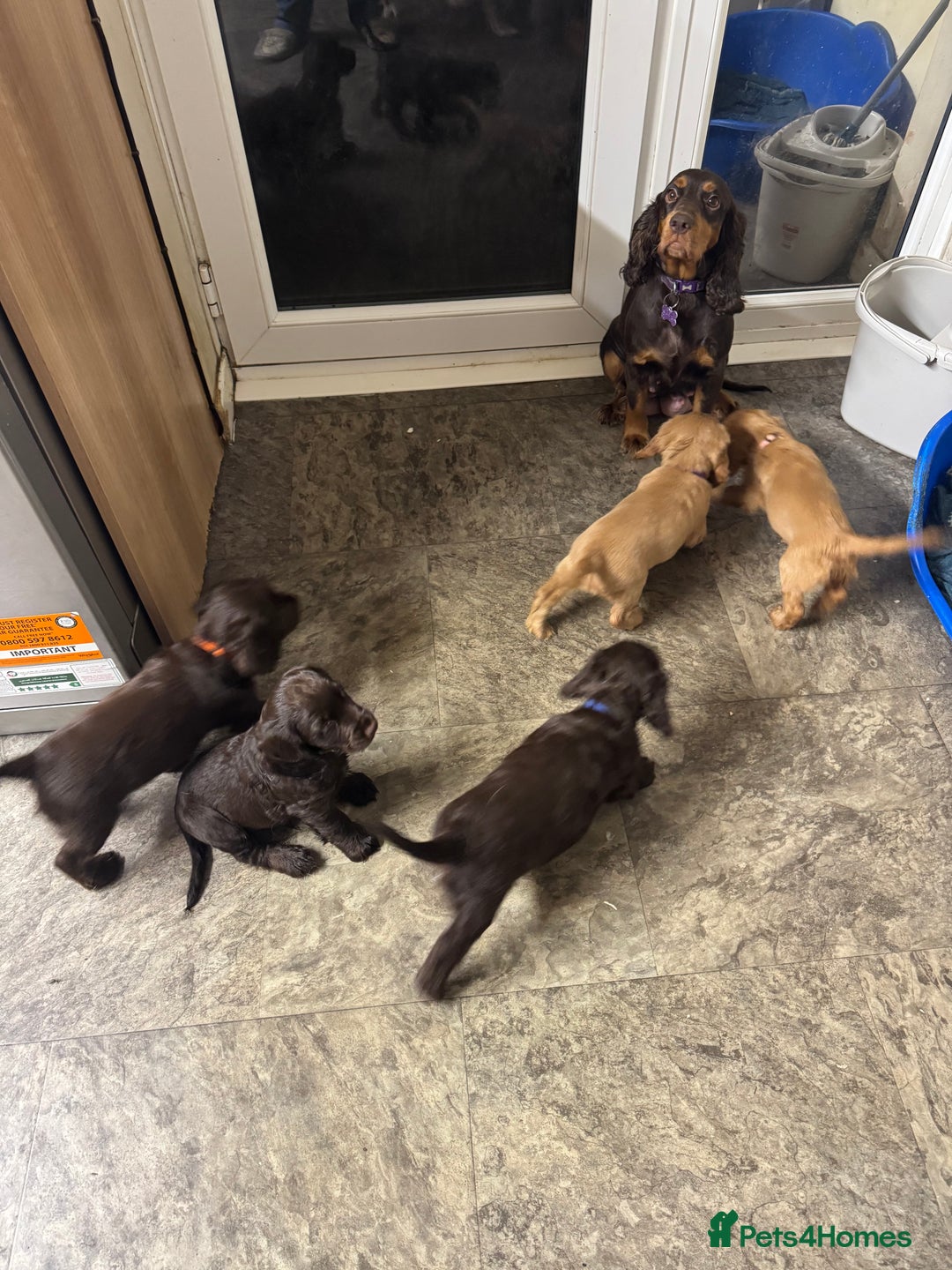 Cocker Spaniel dogs for sale: Cocker spaniel puppies  - Advert 6