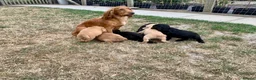Cocker Spaniel dogs for sale: KC registered working cocker spaniel puppies  - Advert 17