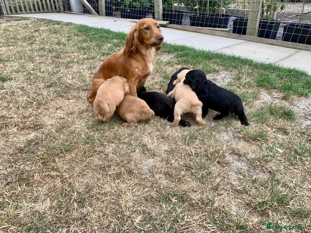 Cocker Spaniel dogs for sale: KC registered working cocker spaniel puppies  - Advert 17