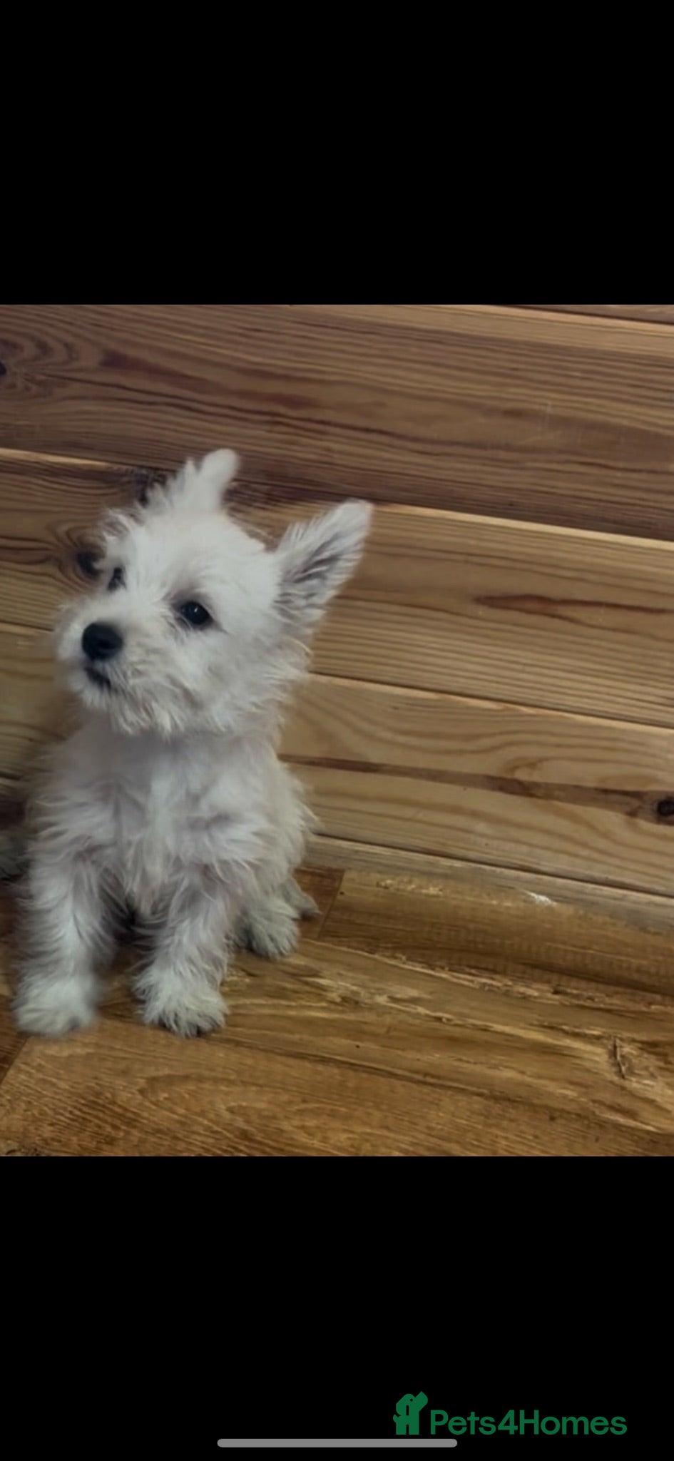 West Highland Terrier dogs Beautiful west highland terrier puppies for sale - Advert 1