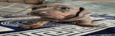 Dachshund 1