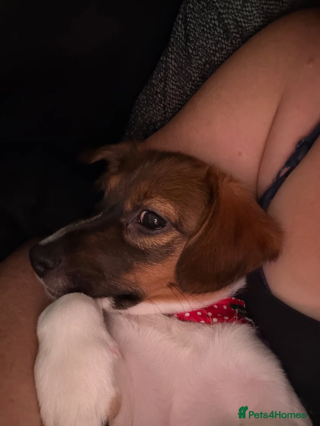 Jack Russell dogs for sale: Brother and sister - Advert 10