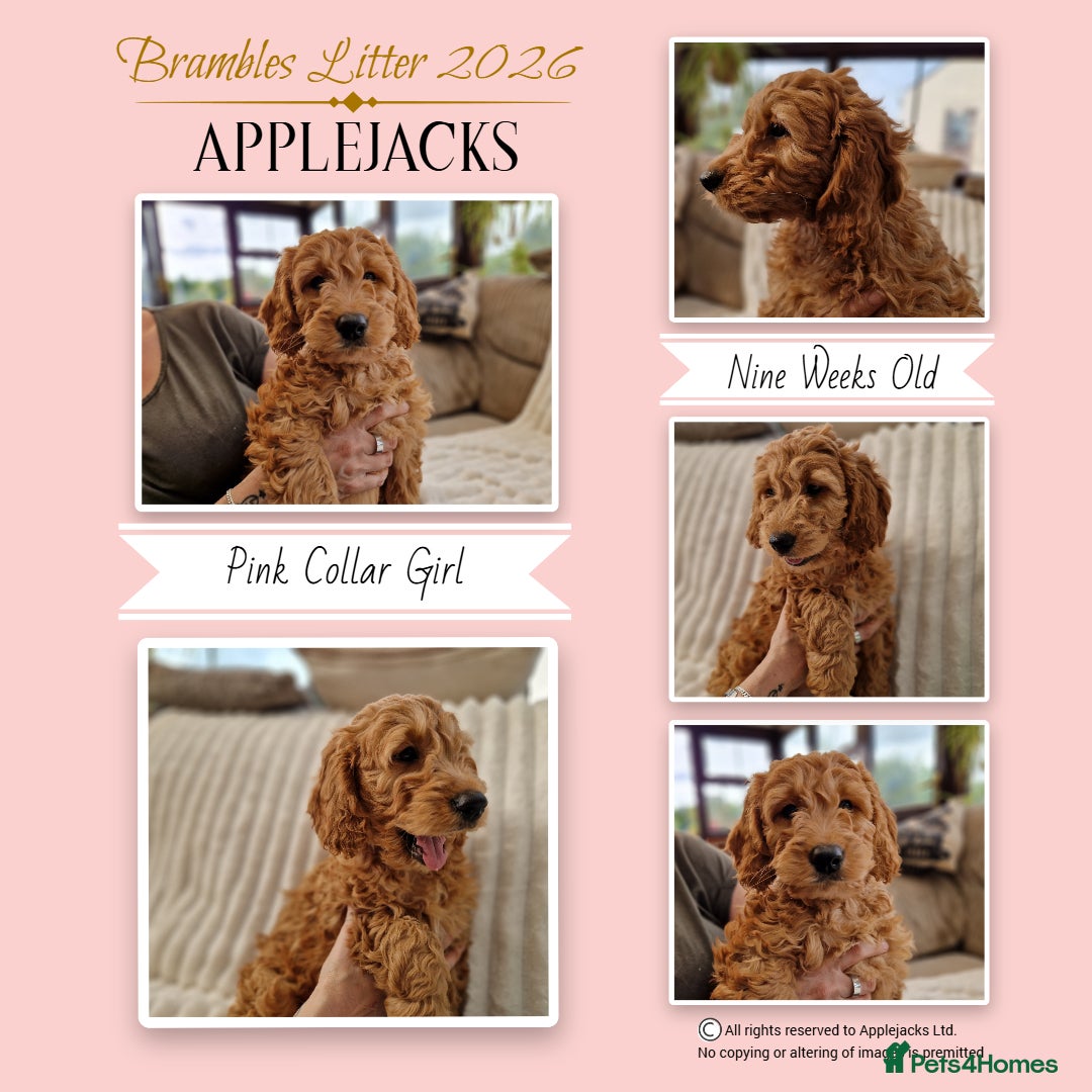 Mini Goldendoodle dogs Miniature F1 Goldendoodle puppies Ready now - Advert 4