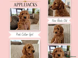 Mini Goldendoodle dogs Miniature F1 Goldendoodle puppies Ready now - Advert 4