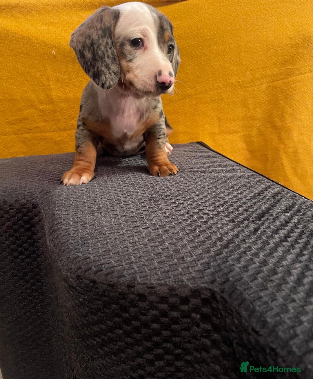 Miniature Dachshund dogs for sale: 4 miniature dachshund pups - Advert 5