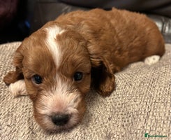 Cockapoo dogs STUNNING RED F1 TOY COCKAPOOS! -HEALTH-CHECKED - Advert 8