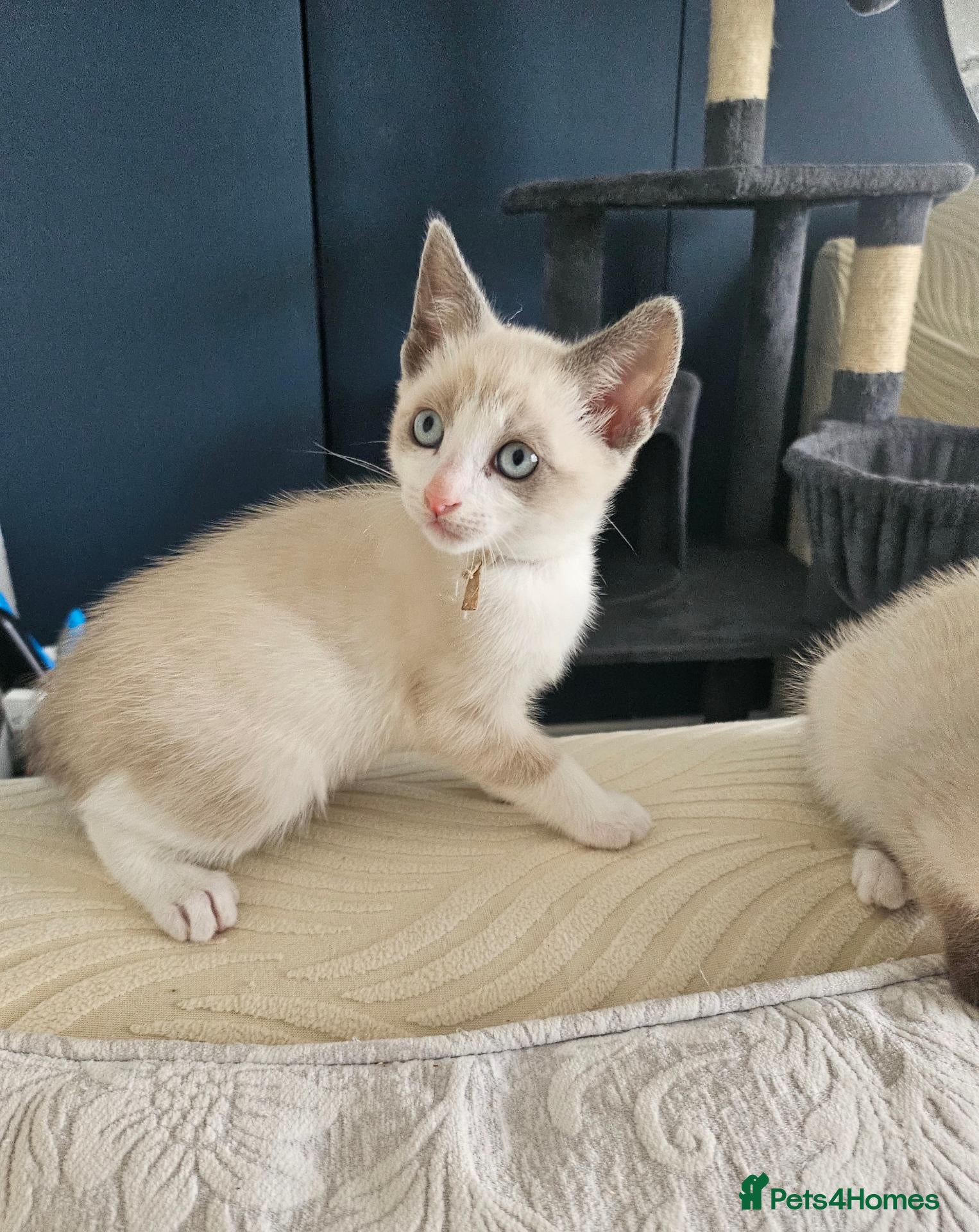 Snowshoe cats Rare pedigree snowshoe kittens - Advert 1