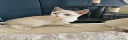 Snowshoe cats for sale: Rare pedigree snowshoe kittens - Advert 12