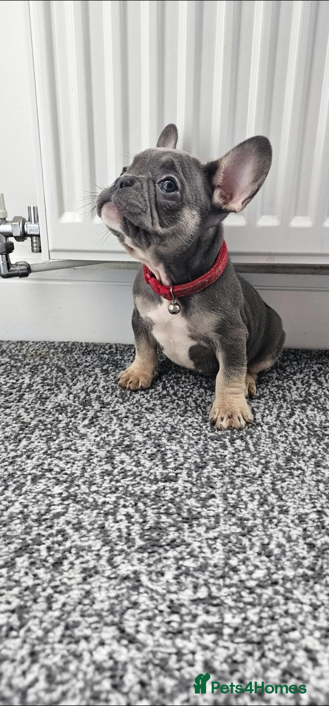 French Bulldog dogs French bulldog Grey Lilac Than  - Advert 2
