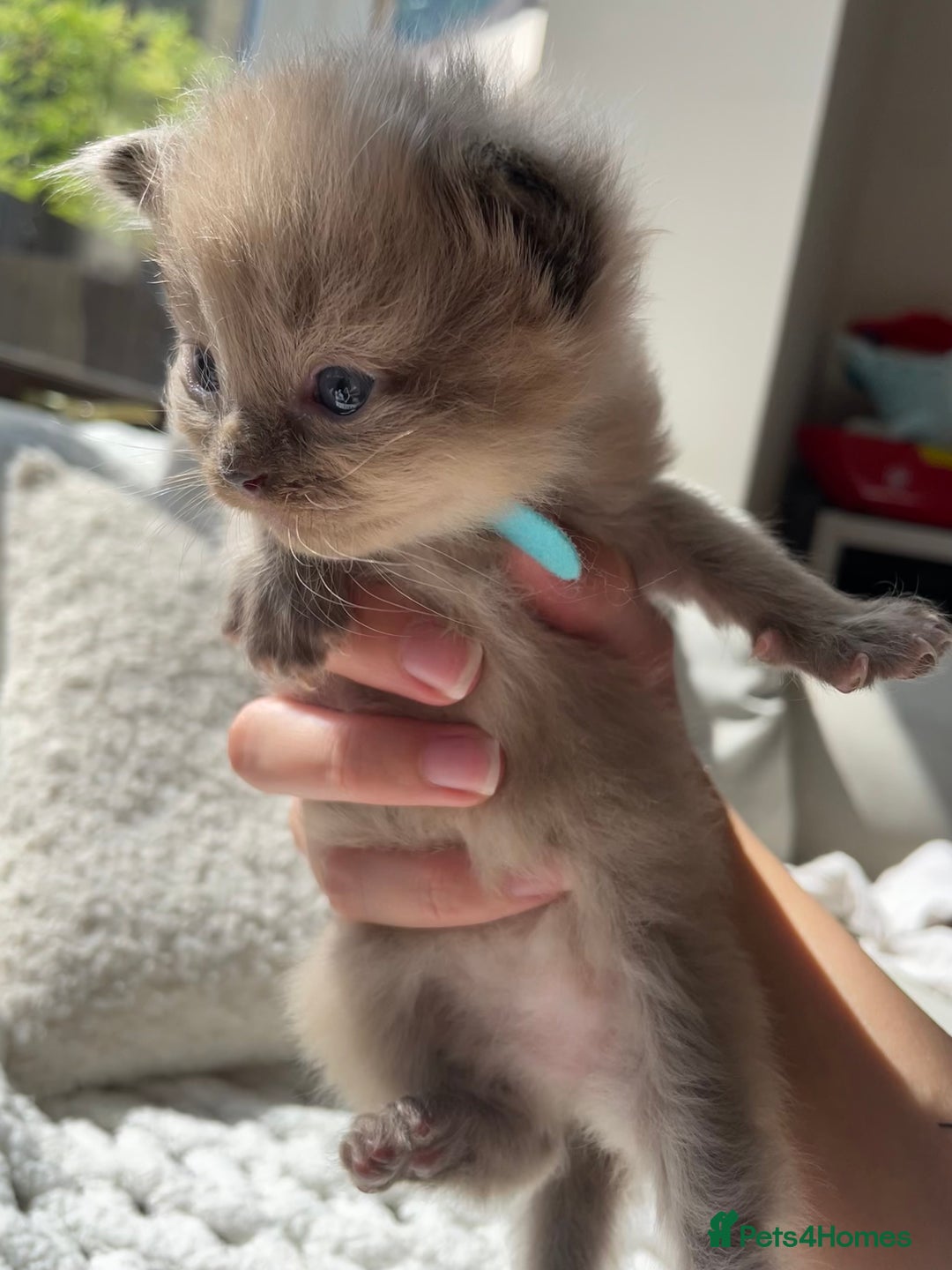 Ragdoll cats for sale: 5 Purebred kittens for SALE - Image 13