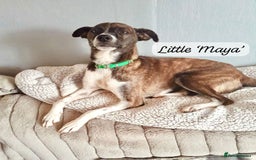 Mixed Breed dogs for adoption: Maya, 1 yr old approx, Available for adoption. - Image 1