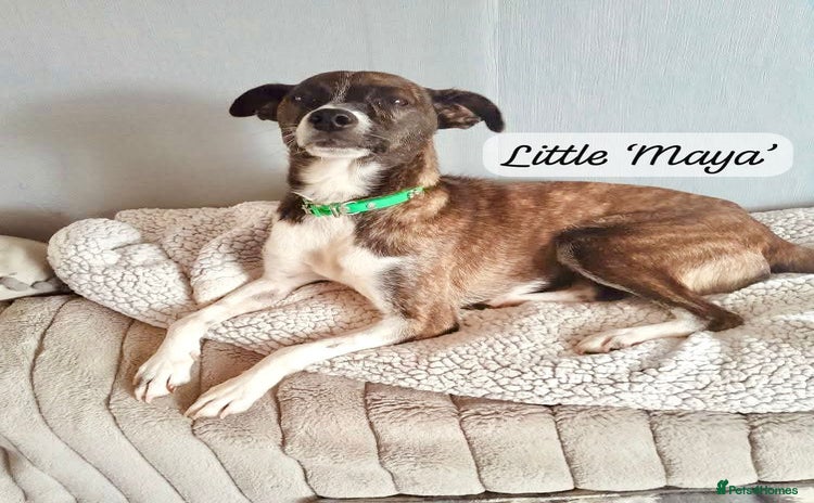 Mixed Breed dogs - Advert 13