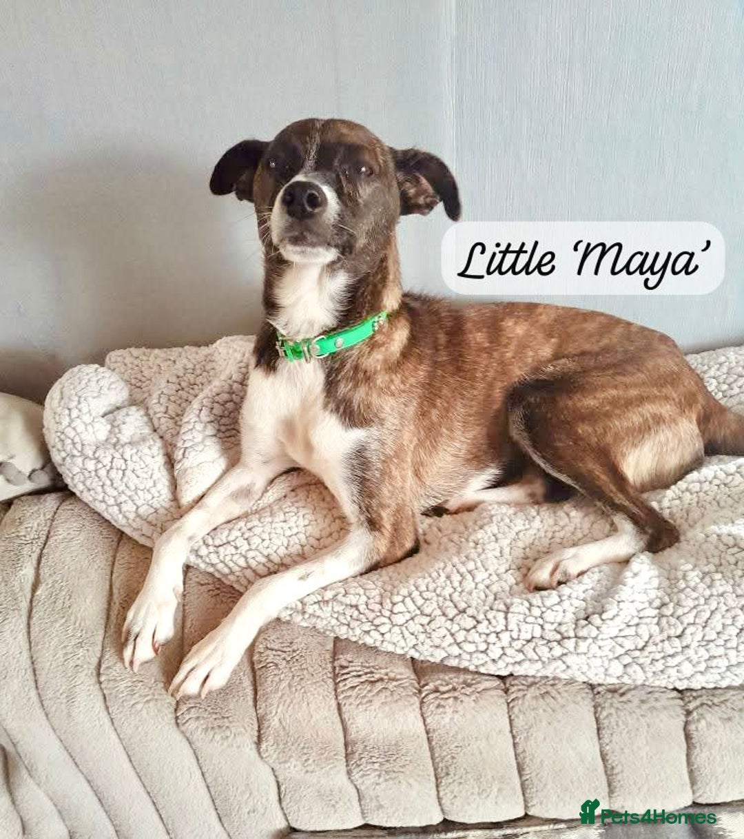 Mixed Breed dogs for adoption: Maya, 1 yr old approx, Available for adoption. - Image 1