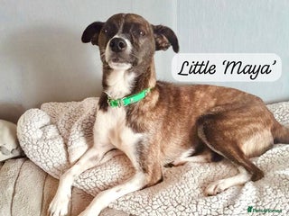 Mixed Breed dogs - Advert 3