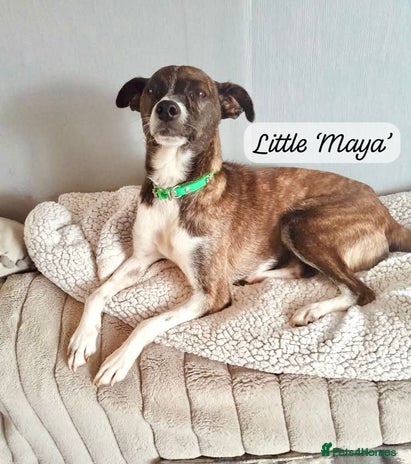 Mixed Breed dogs Maya, 1 yr approx. 🇬🇧IN UK FOSTER🇬🇧 Available - Advert 15