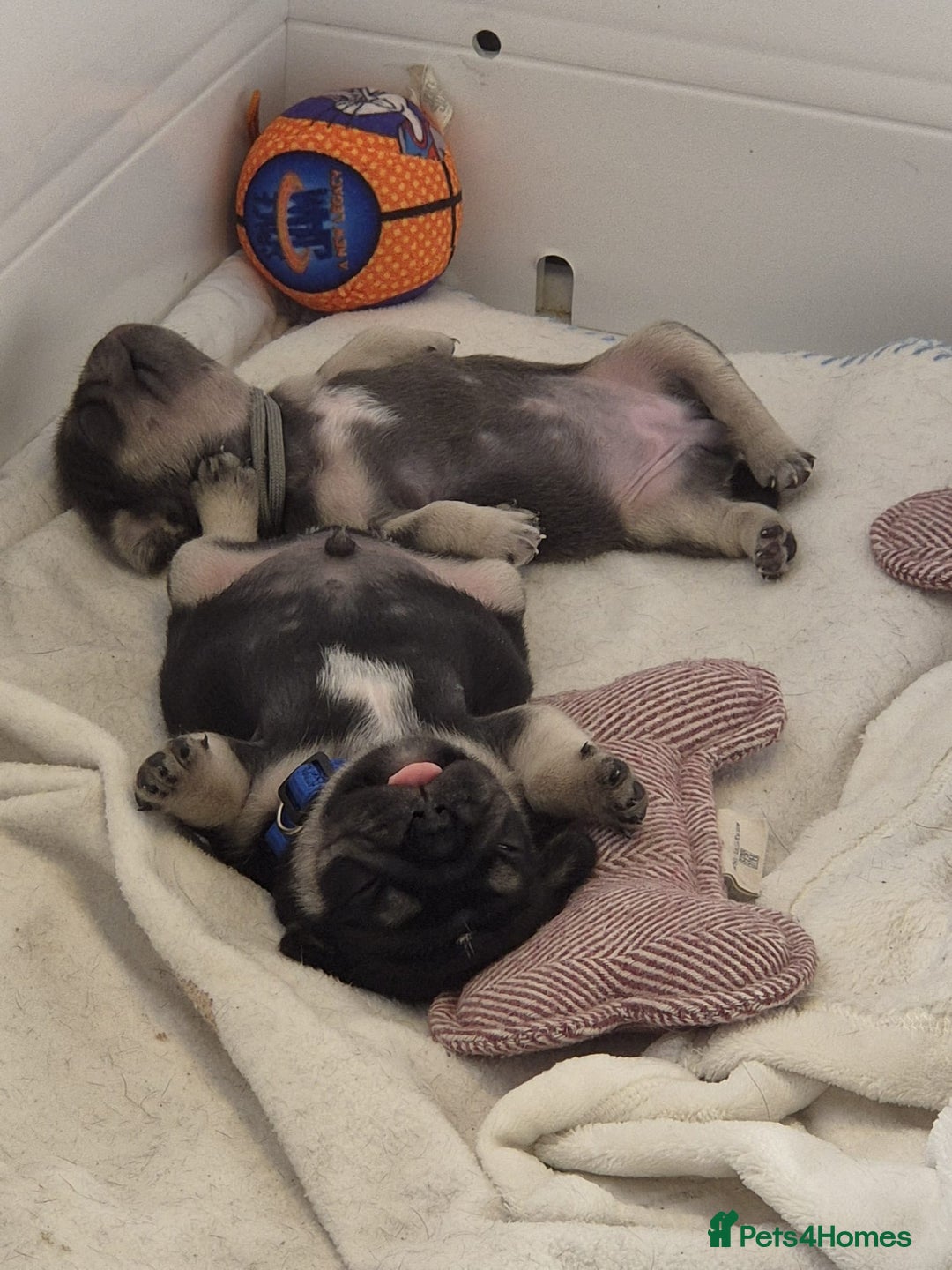 Pug dogs for sale: 2 KC Pug puppies available from a litter of 3. - Image 2