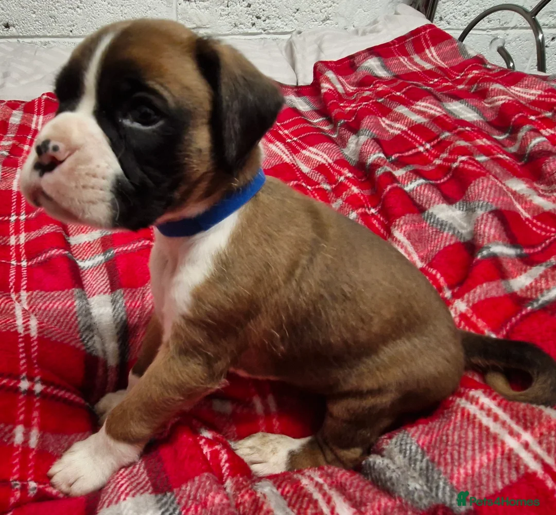 Boxer dogs for sale: Kc boxer puppies - Advert 17