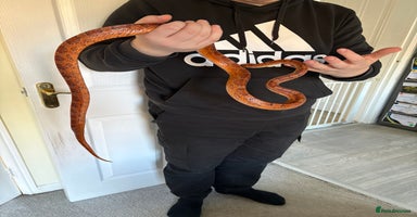 Corn Snake reptiles - Advert 6