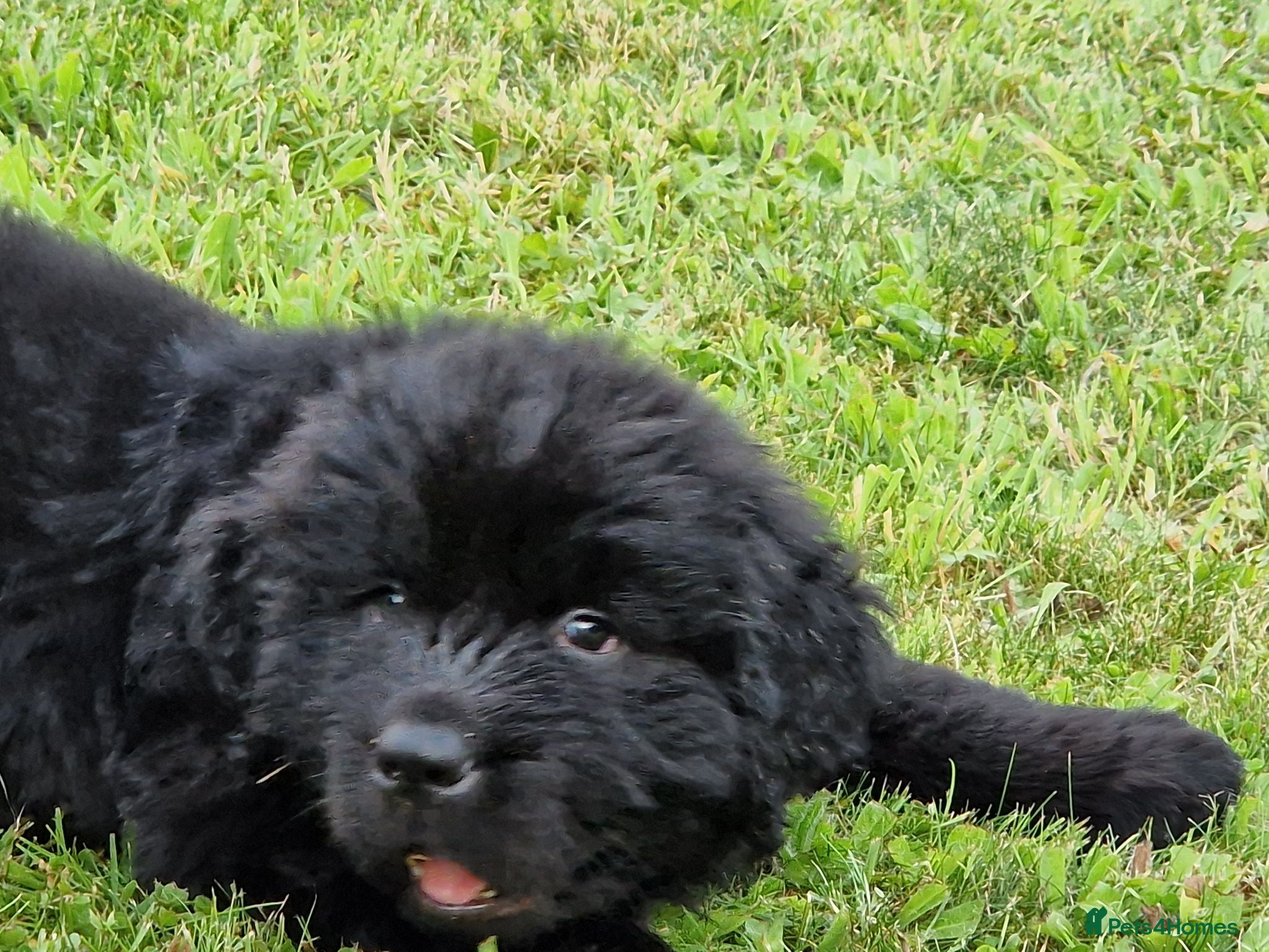 Newfoundland dogs KC Registered Black Newfoundland Puppies  - Advert 3