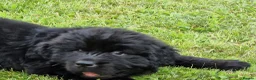 Newfoundland dogs for sale: KC Registered Black Newfoundland Puppies  - Advert 4