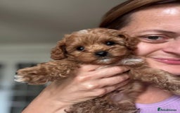 Cockapoo dogs for sale: Very unique Asian Toy Cockerpoos - Image 3