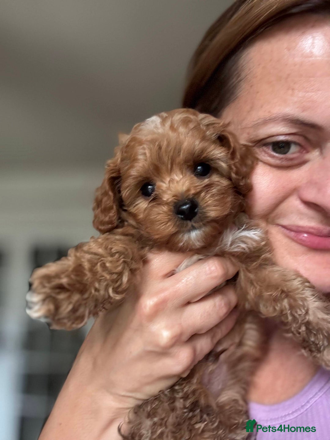 Cockapoo dogs for sale: Very unique Asian Toy Cockerpoos - Image 3