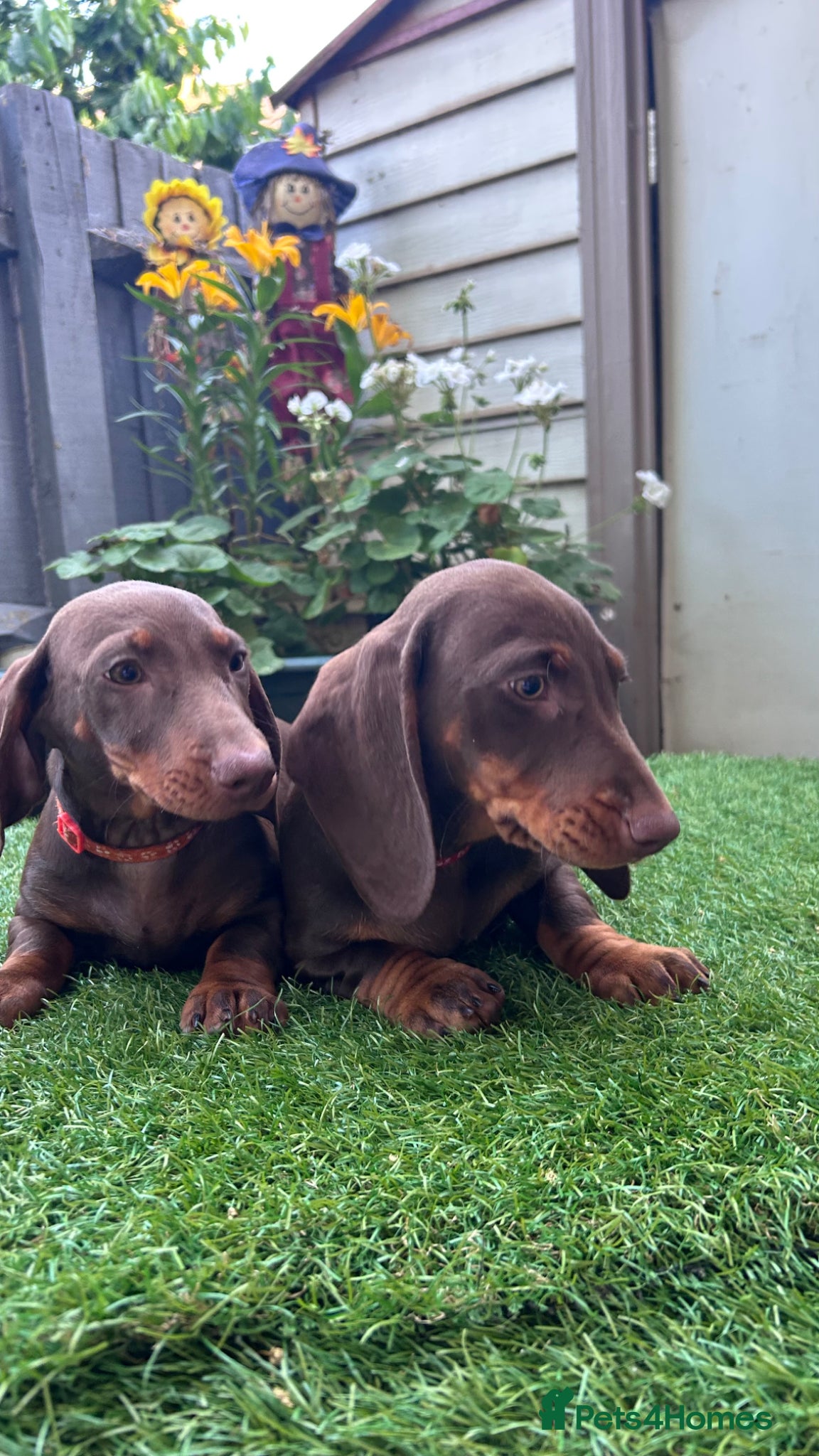 Dachshund dogs for sale: Only ONE Girl left Standard dachshund - Advert 14