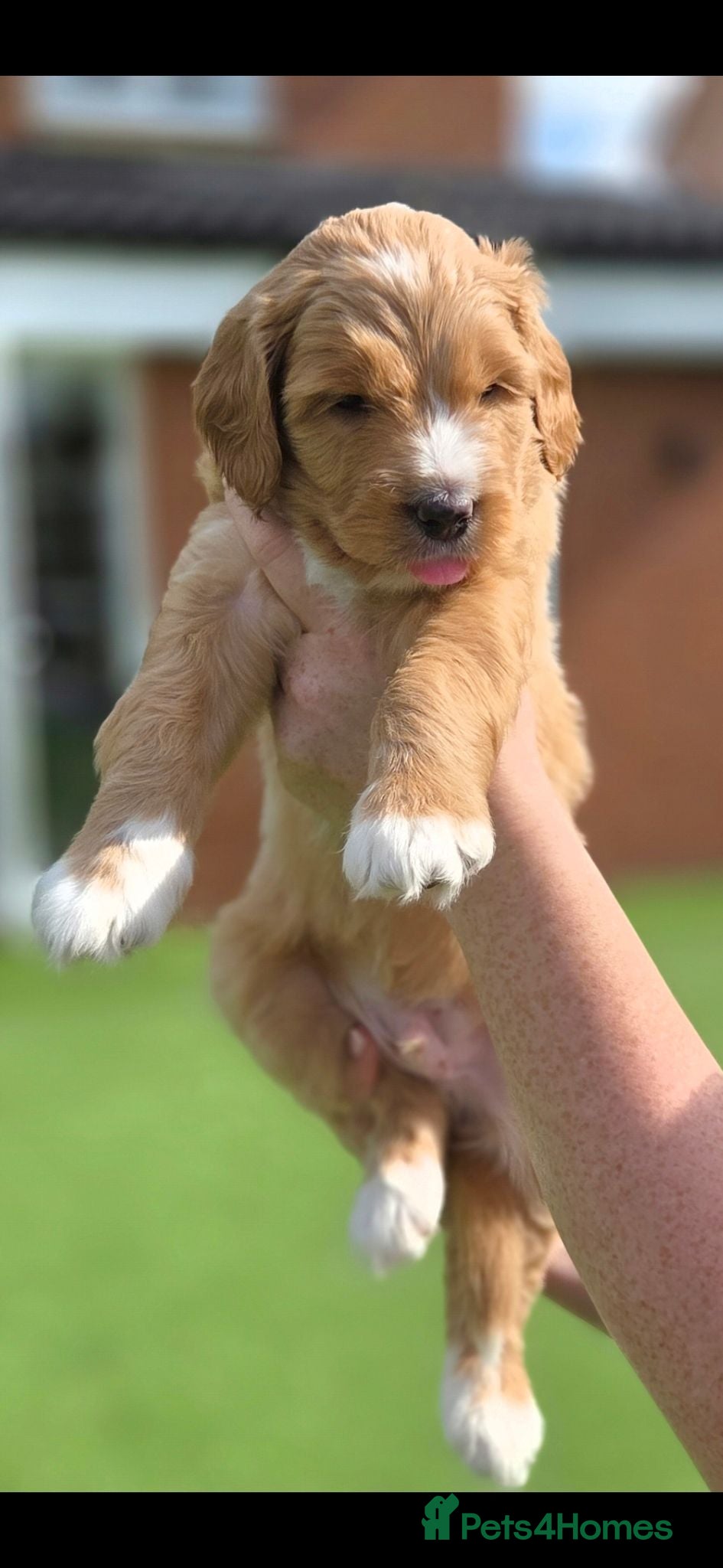 Australian Labradoodle dogs Australian Labradoodle Puppies - Advert 1