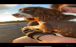 Cocker Spaniel dogs for sale: Cocker spaniel - Advert 6