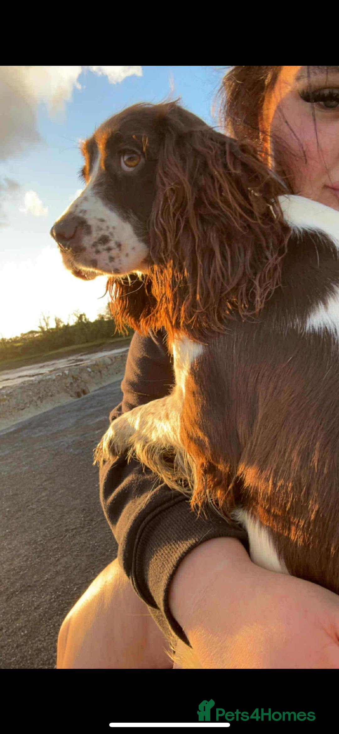 Cocker Spaniel dogs for sale: Cocker spaniel - Advert 6