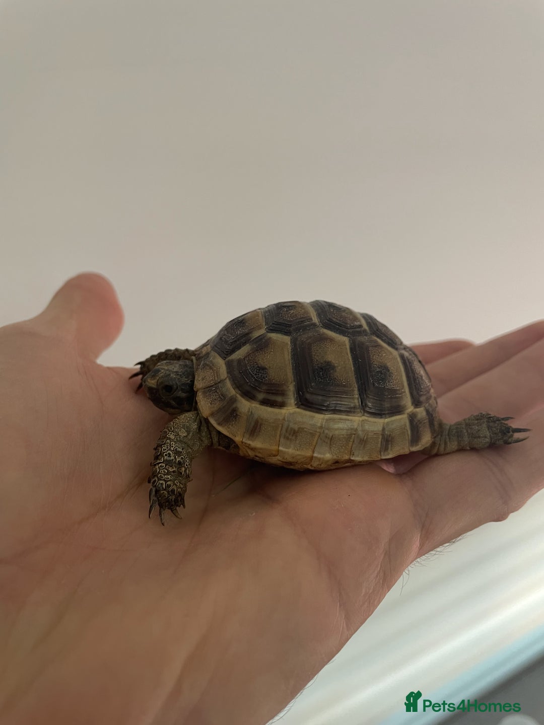 Tortoise reptiles for sale: Tortoise for sale with full setup - Advert 1