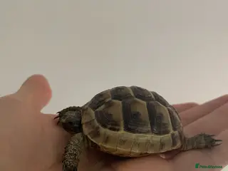 Tortoise reptiles Tortoise for sale with full setup - Advert 5