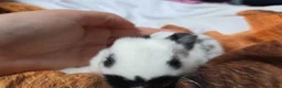 Continental Giant rabbits for sale: Beautiful giant rabbits  - Advert 12