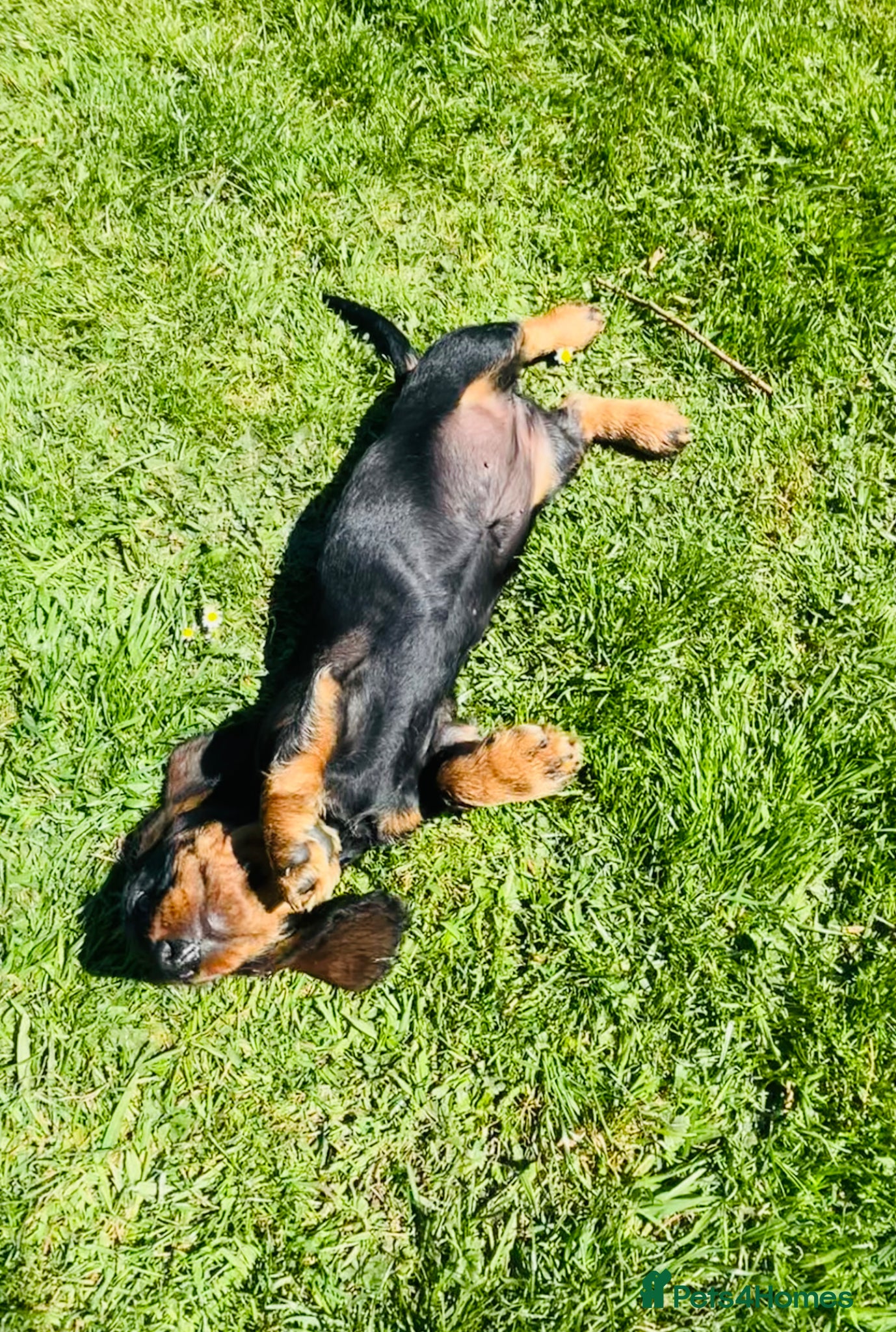 Dachshund dogs Kc registered Standard wire haired dachshund pups  - Advert 16