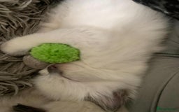 Ragdoll cats for sale: BEAUTIFUL PEDIGREE RADOLL KITTENS!!! - Image 7