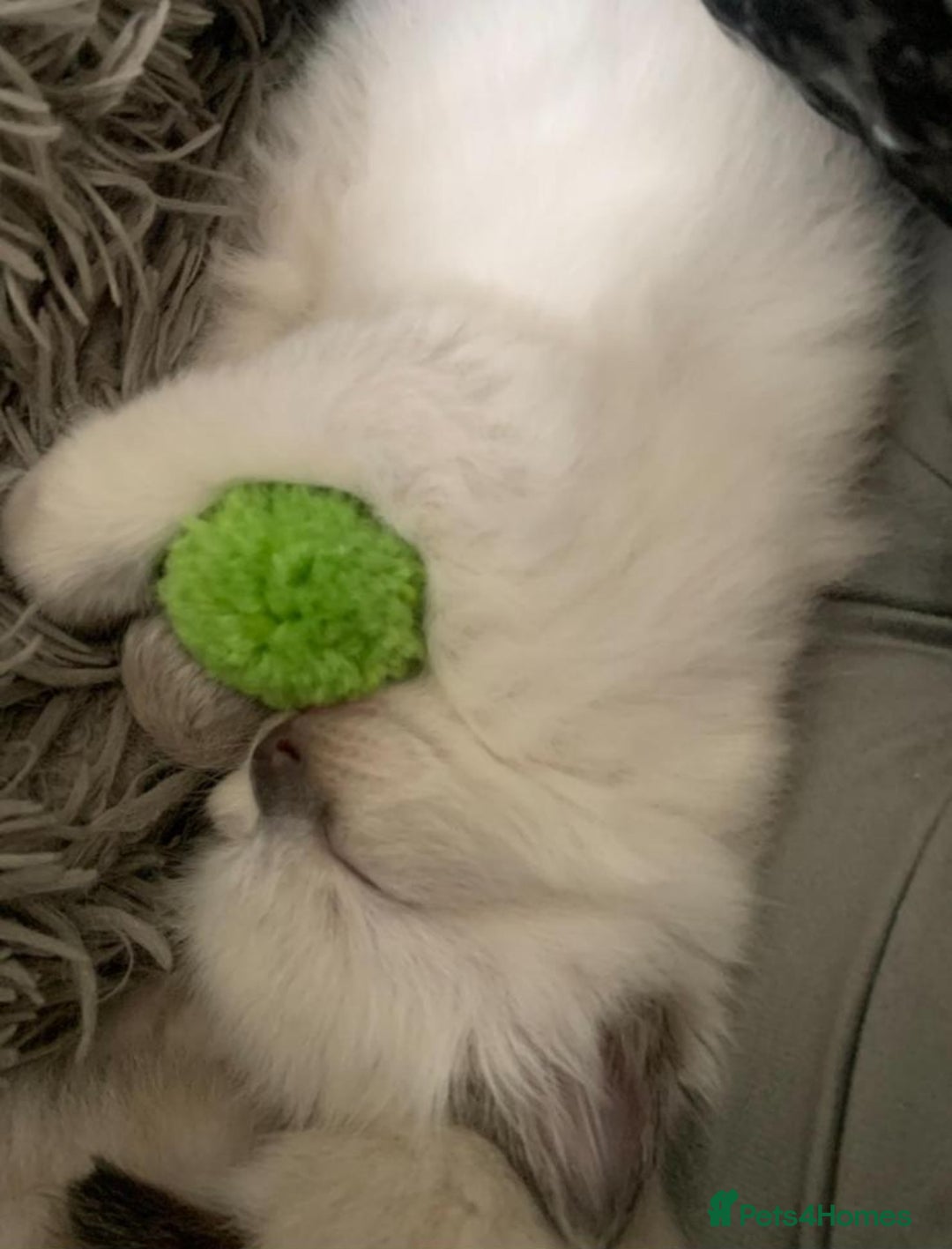 Ragdoll cats for sale: BEAUTIFUL PEDIGREE RADOLL KITTENS!!! - Image 7