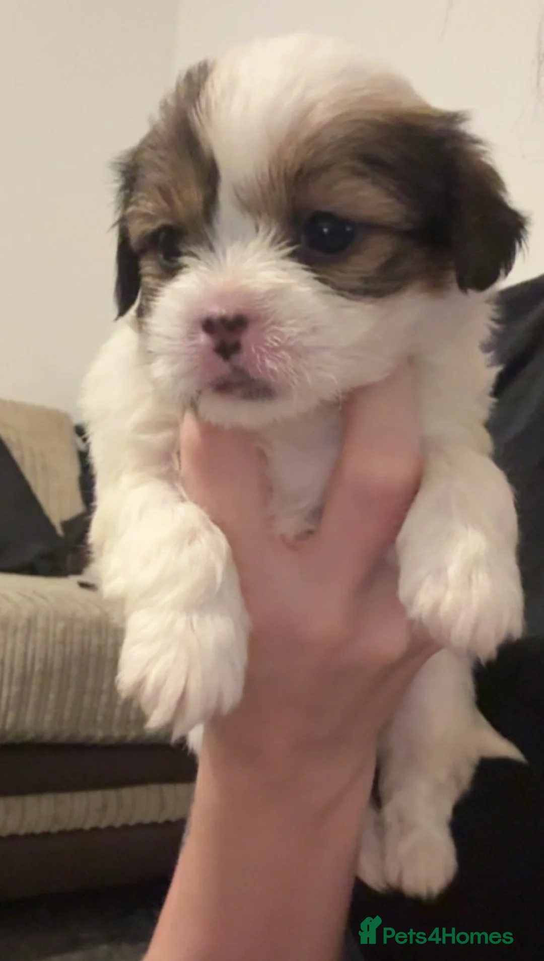 Mixed Breed dogs for sale:  Shih Tzu  - Advert 7