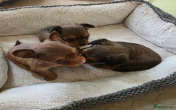 Russian Toy Terrier dogs for sale: Russian Toy Puppies  - Image 3