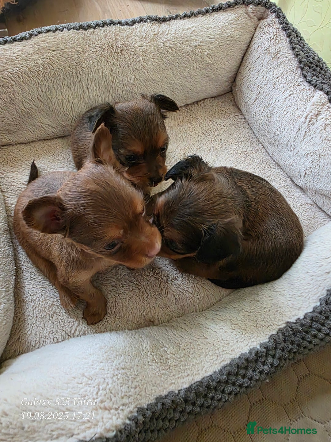 Russian Toy Terrier dogs for sale: Russian Toy Puppies  - Image 3