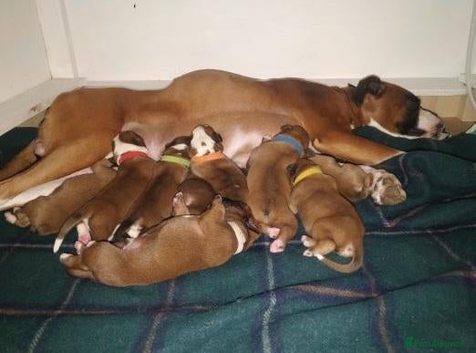 Boxer dogs Potty Trained Boxer Puppies - Advert 4