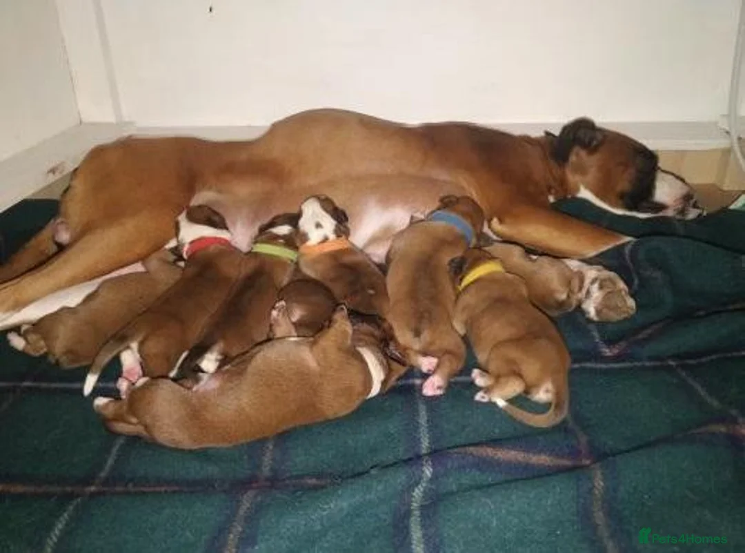 Boxer dogs for sale: Potty Trained Boxer Puppies in Bournemouth - Advert 1