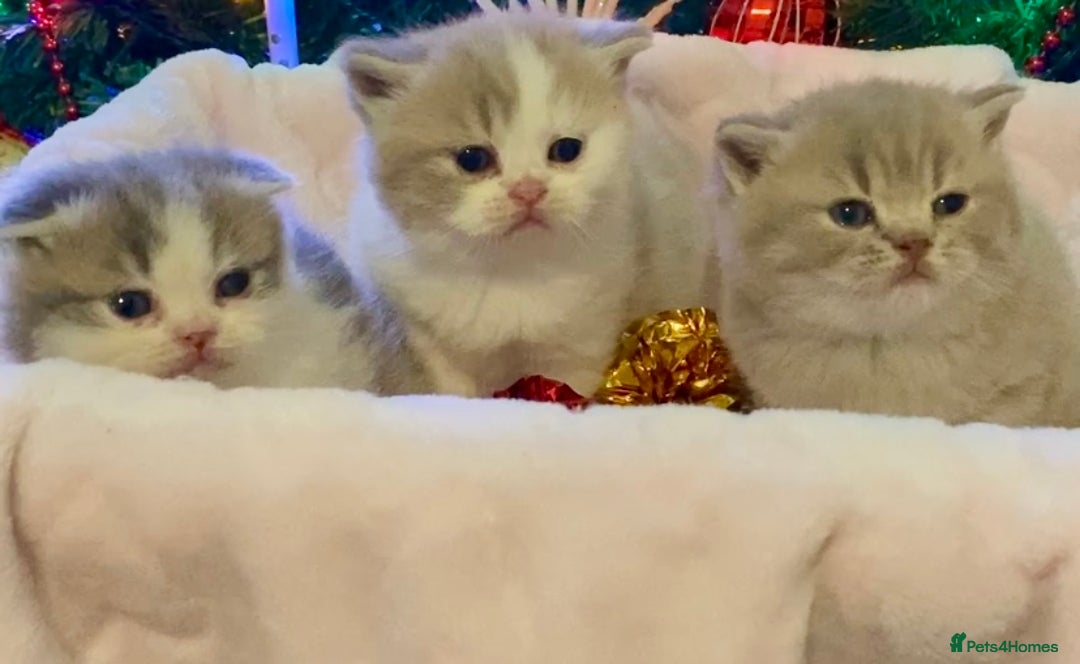 Scottish Fold cats for sale: 🧸😻ABSOLUTELY BEAUTIFUL TICA SCOTTISH/BSH😻🧸 - Advert 2